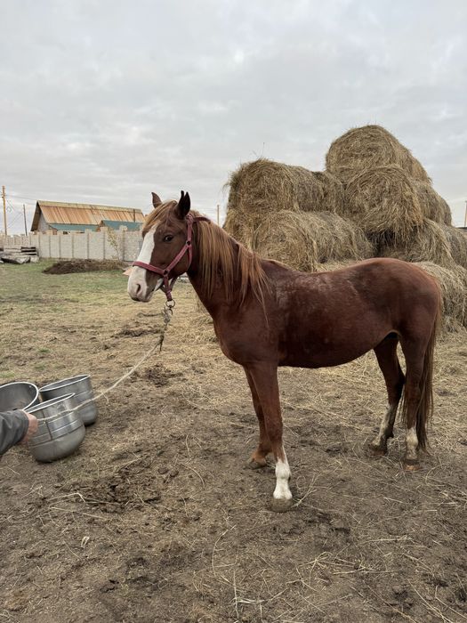 Продам ЖЕРЕБЦА Айгыр