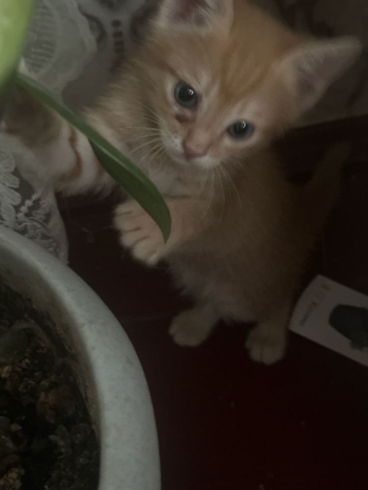 Котенок. Серый, рыжий, и смешанний цвета котята. Не обычным цветом.