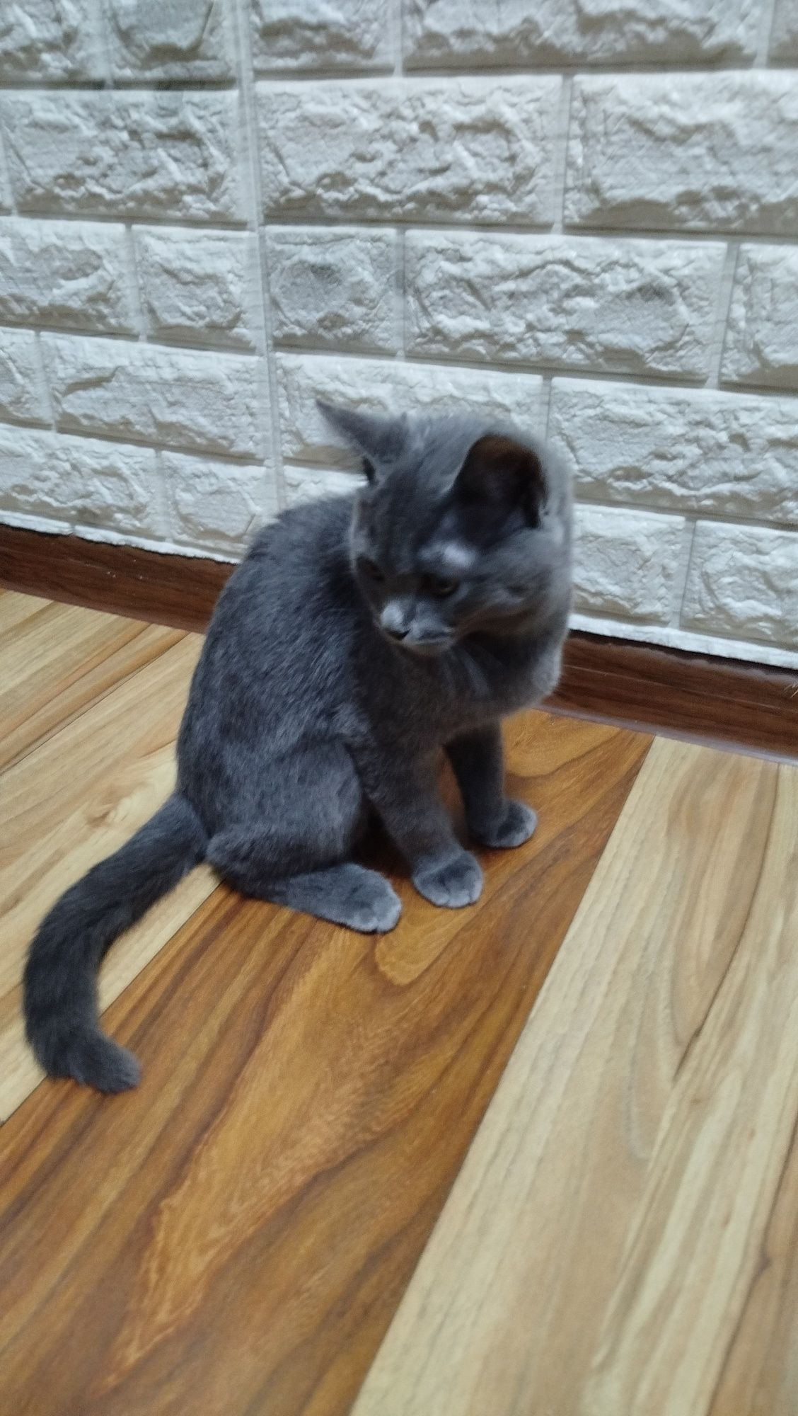 Mushuk Scottiw strayat