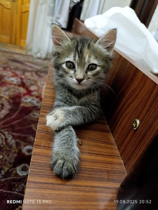Котята в хорошие руки