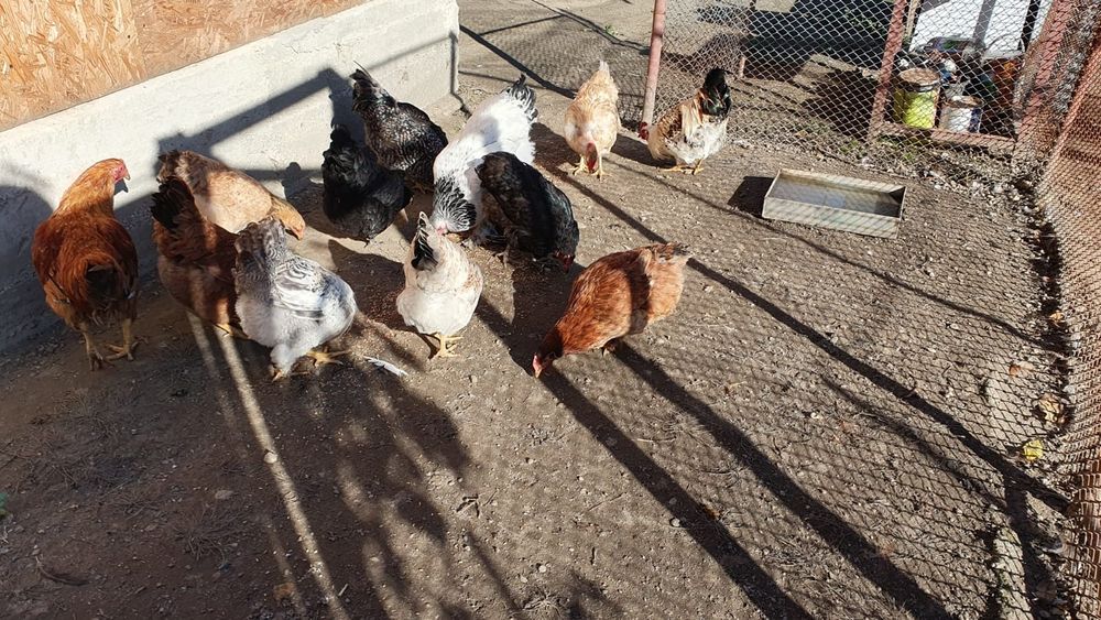 Vand cocosi romanesti.