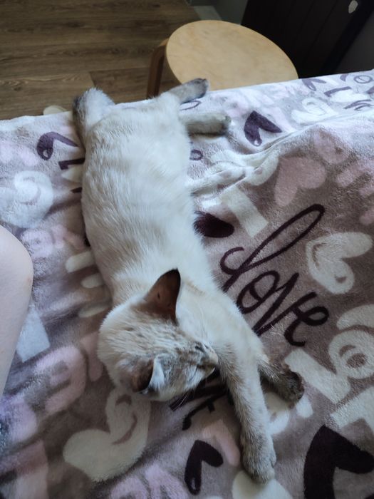 Отдам породистого котёнка в хорошие руки