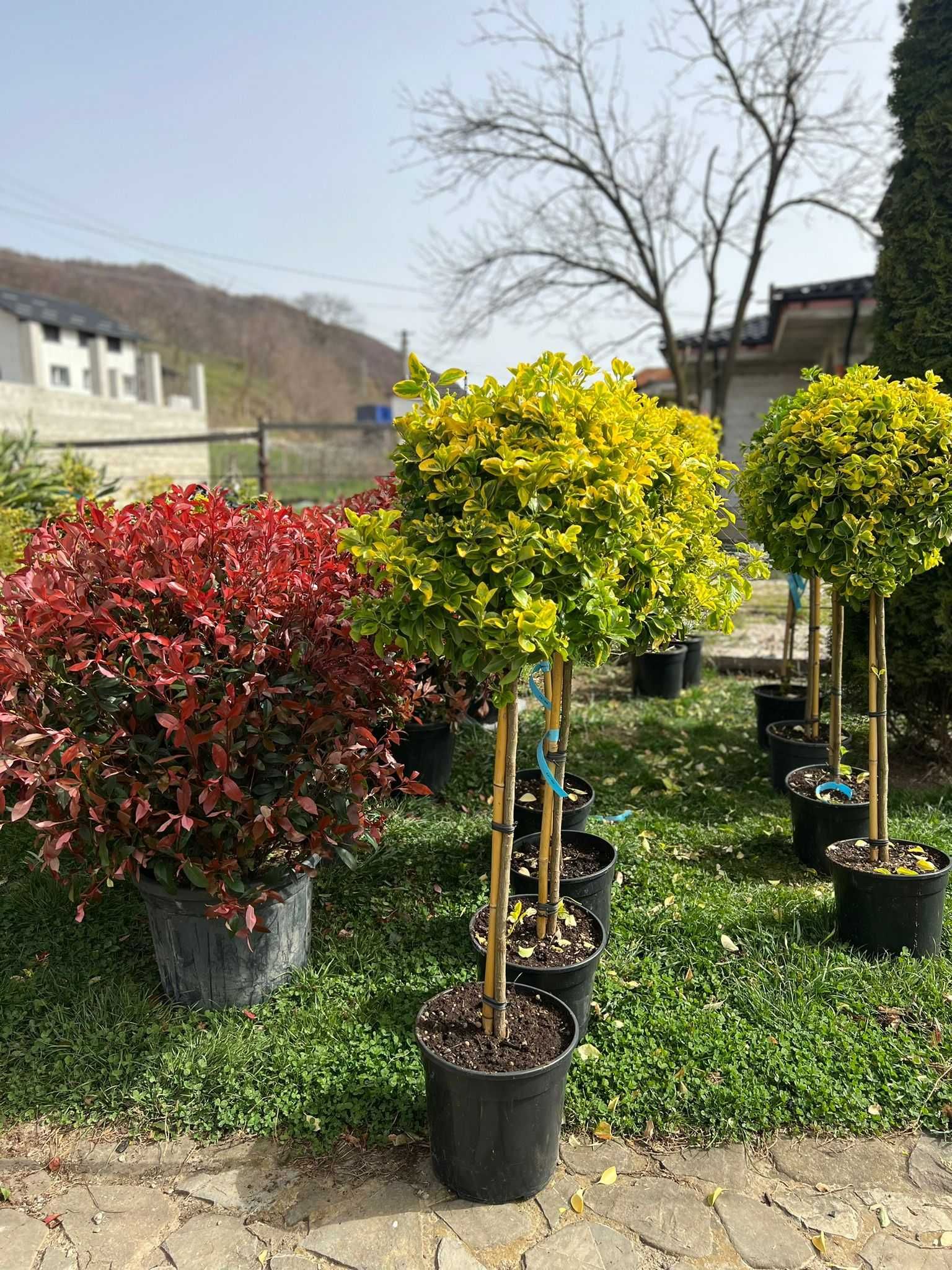 Grădina perfectă începe cu alegerea plantelor potrivite