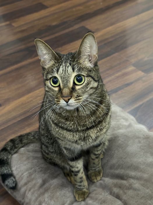 Отдам кошку в хорошие руки