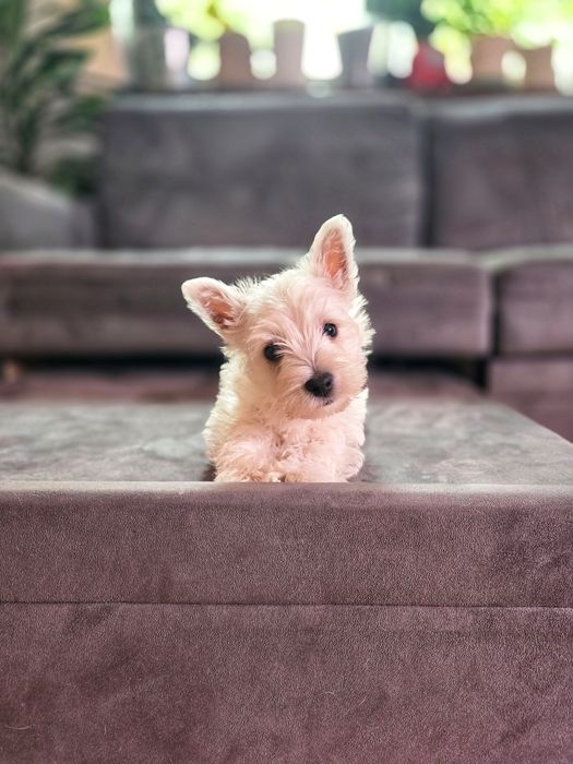 Westie Highland White Terrier Canisa Autorizata