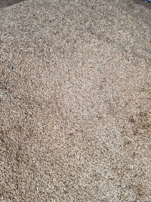 Ovăz, soiul Mureşana