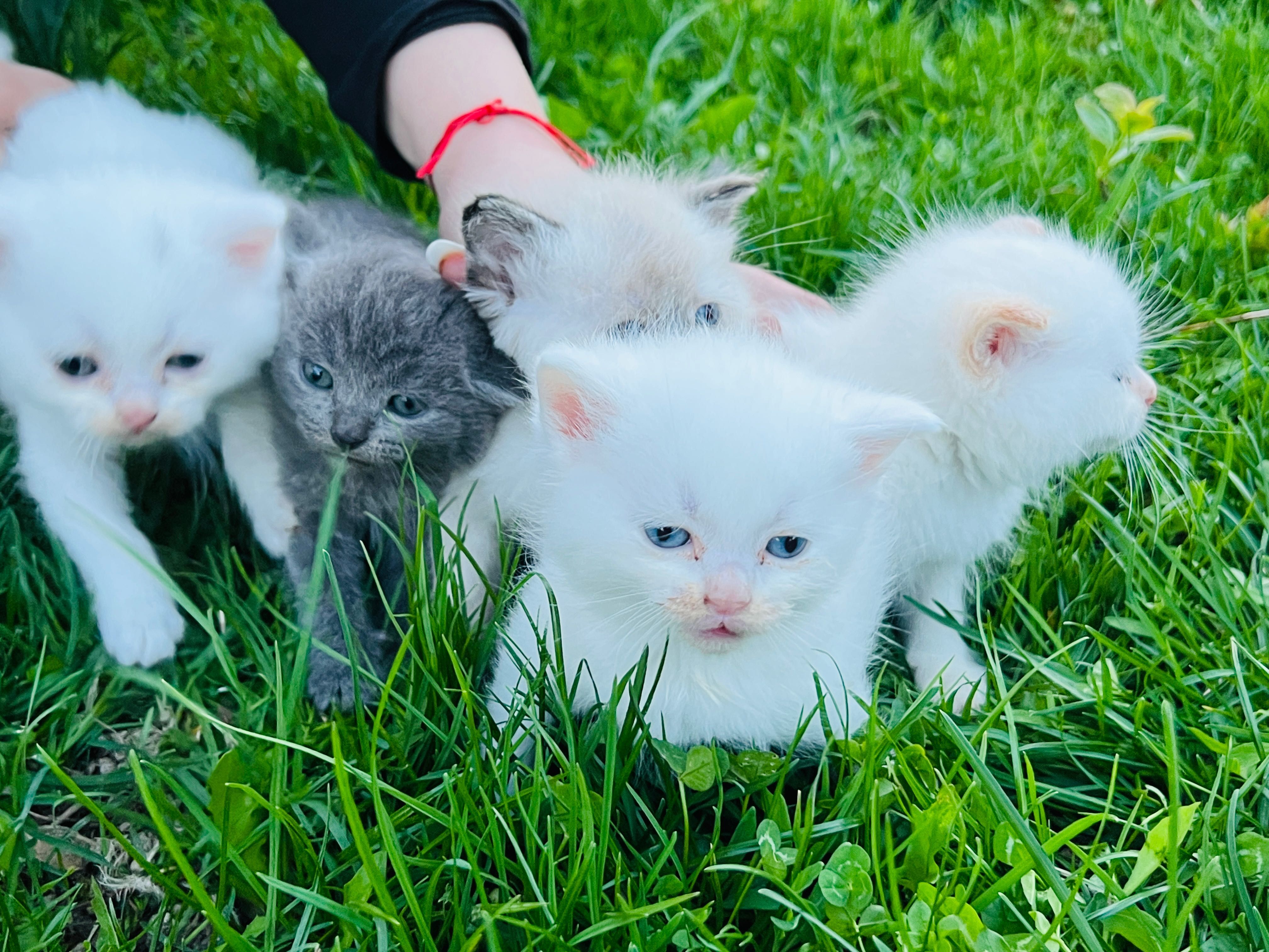 Pui de pisica Persana și  pui british shorthair