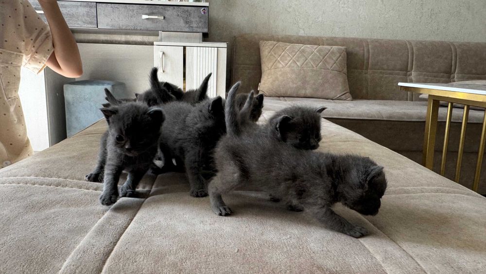 British shorthair
