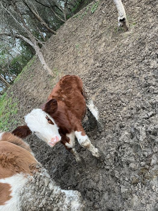 Vitele tinere  cauta alta casa