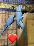 Pereche micul alexander blue