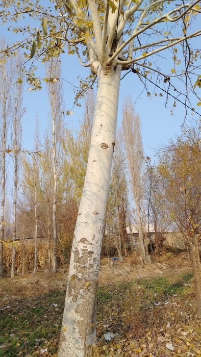 Бака терак сотилади