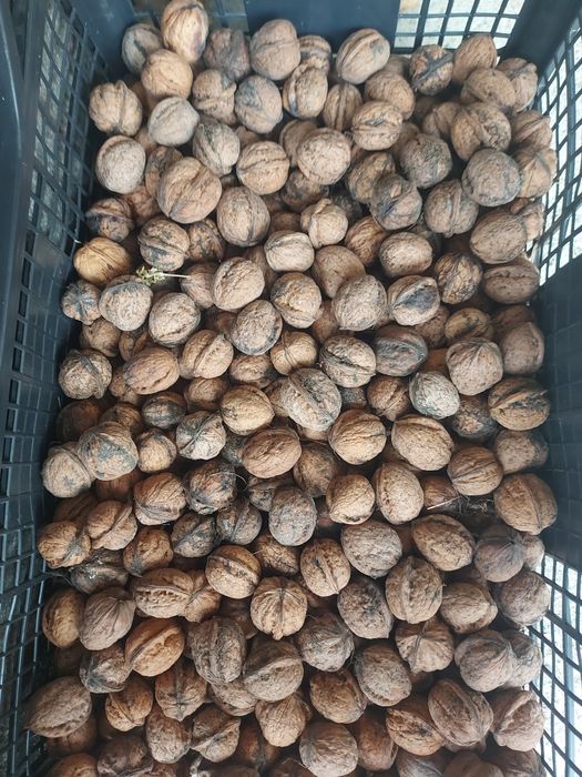 Nuci în coajă 2025