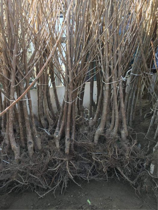 Pomi Fructiferi Certificați