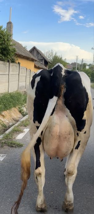 Vand vaca de 3 fatari ! Detalii in privat