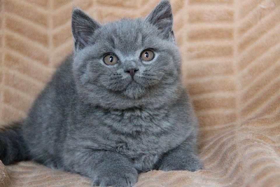 British Shorthair femela