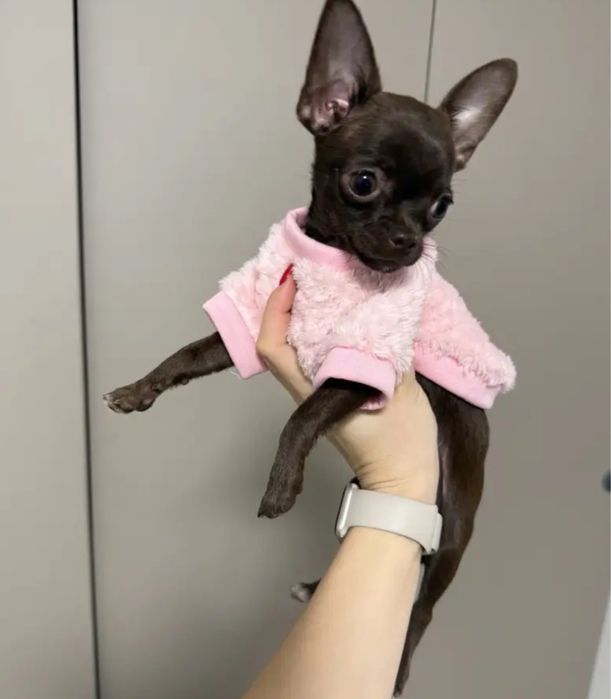 Bluza roz animale de companie caini pisici noua 25 cm