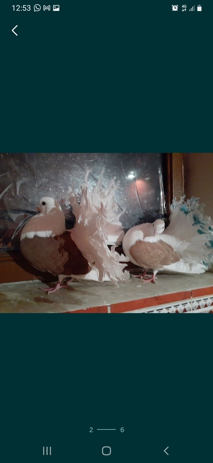 Продаётся пара голубей