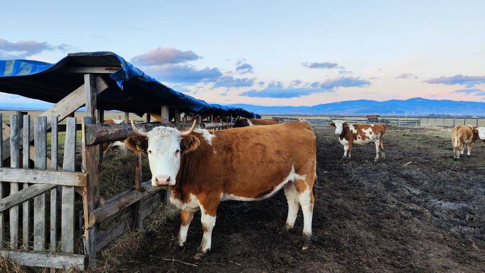 De vânzare 22 vaci bălțate roșii și un taur – în Borzont!