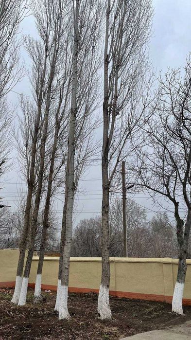 terkak sotiladi srochna