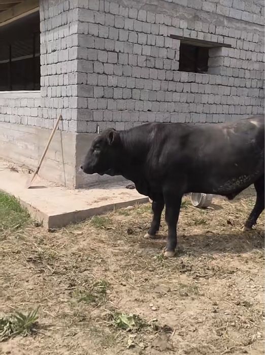 Продам бычка срочно