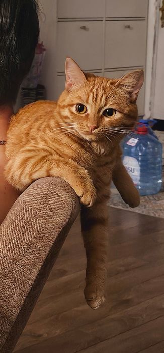 Кошечка для вязки