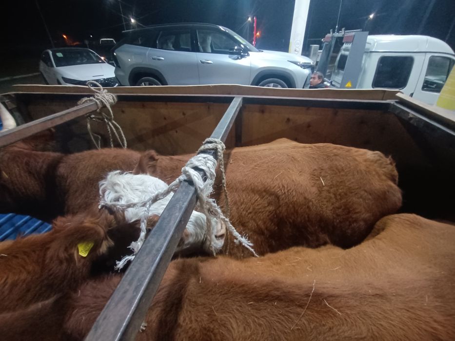 Сиыр сатылады семіз