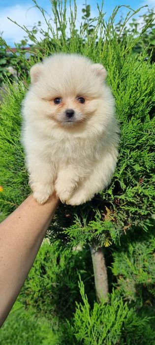 Померан мини шпиц