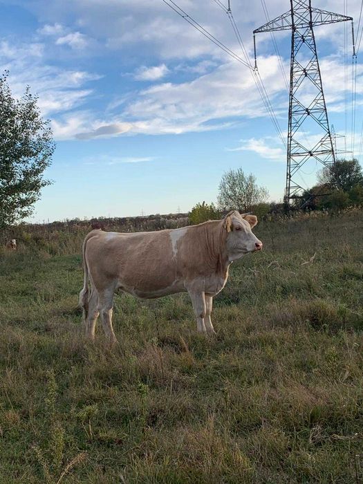 Vand 2 juninci de rasa Baltata Romaneasca. ambele gestante in 8 luni