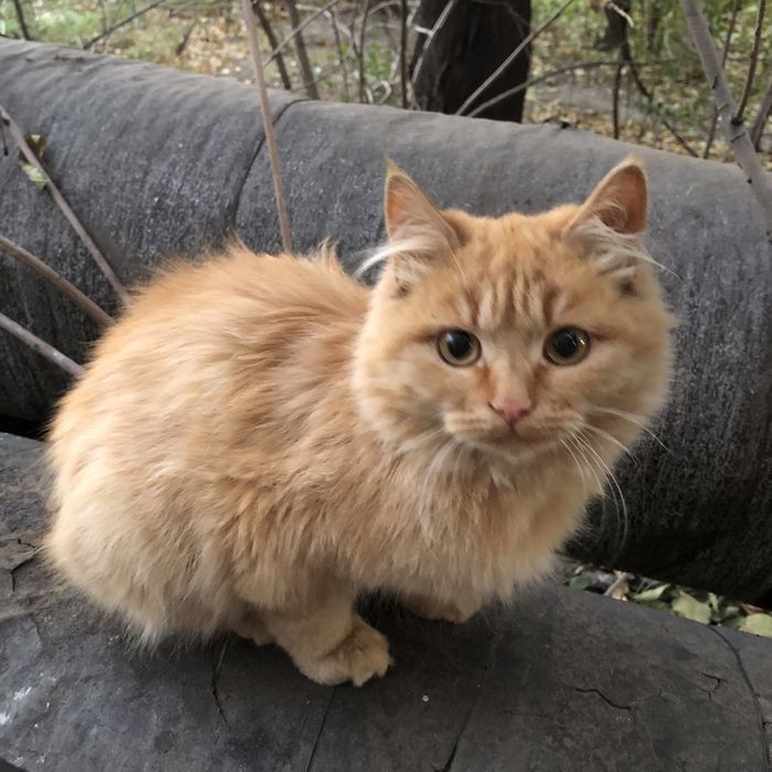 Животные . Кошки.