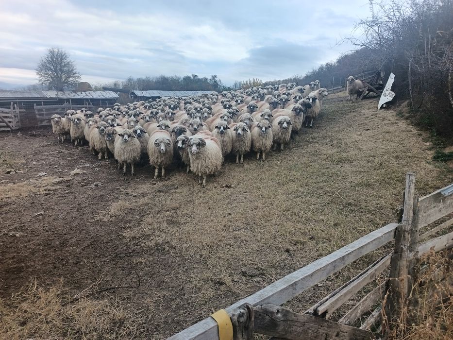 Oi turcane foarte bine grijite