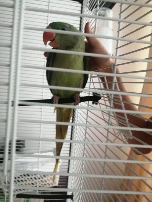 Marele Alexandru blânzi