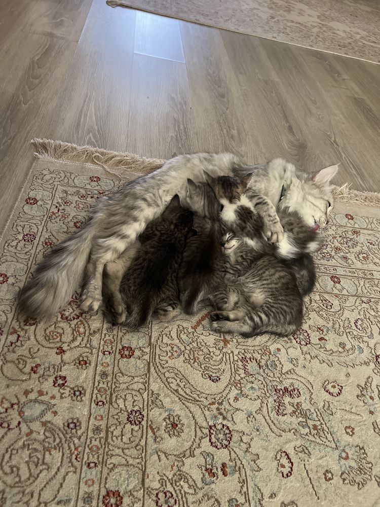 Отдам котят даром
