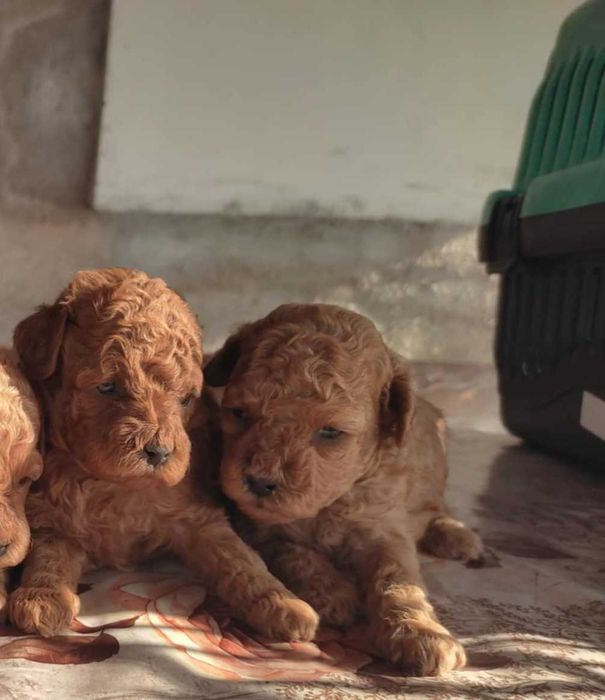Той и мини пуделчета