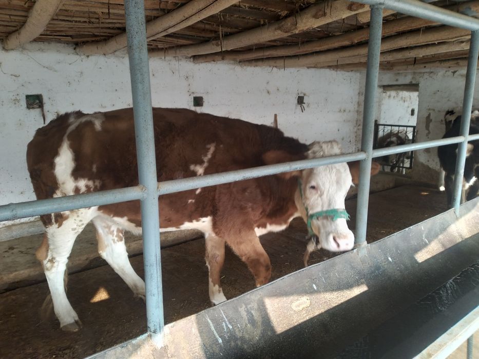Тоза сементал гуножин сотилади