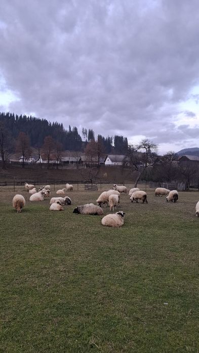 Vând 10 oi pe ales