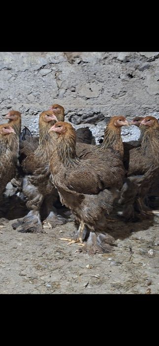 Gaini Brahma tineret