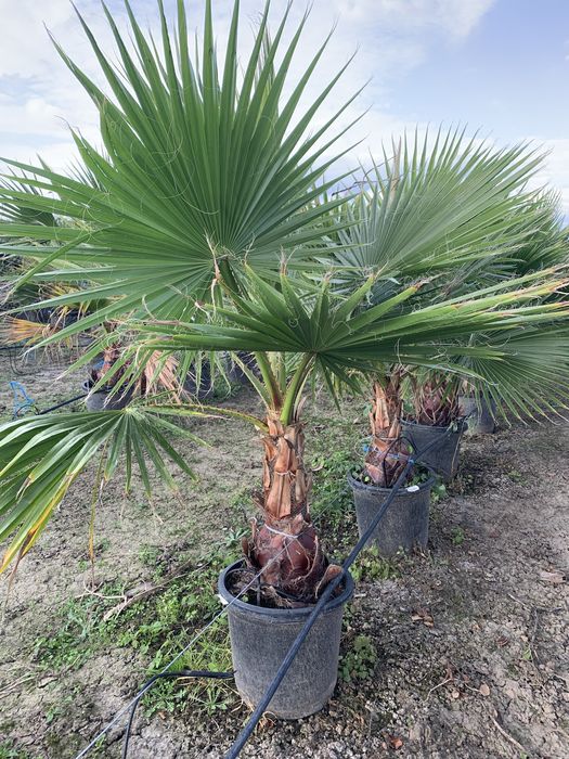 Palmier Washingtonia Robusta