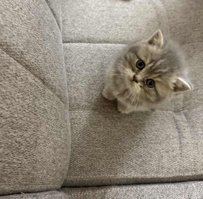 британская кошка серебрест шиншилла 1 yarim oylik pahmoq mushukchalar