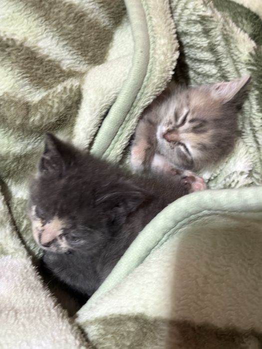 Два котята, девочки.