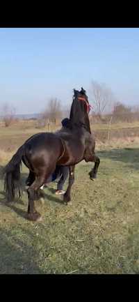 Friesian 4 ani     .