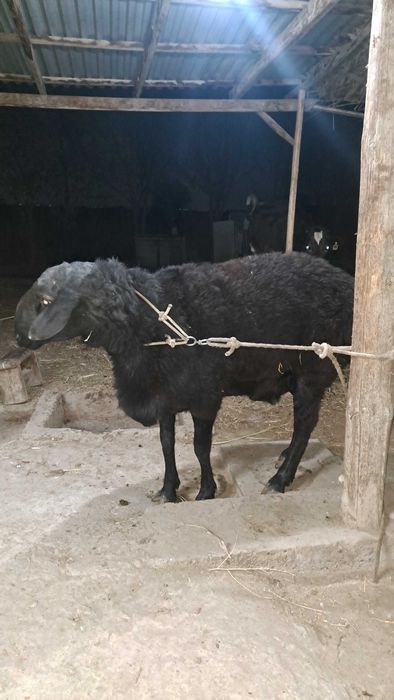 Катта соглом кора кучкор сотилади 2йош