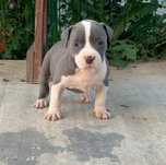 Femela amstaff blue