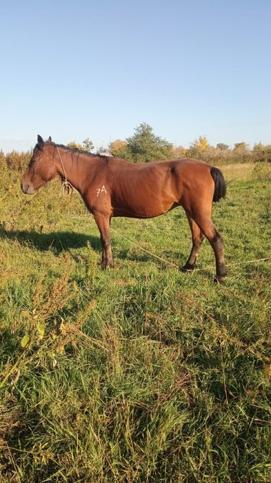 Продам кобылу 10 лет