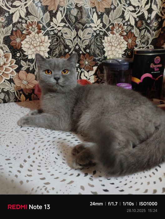 Продаётся скотиш страйт девочка