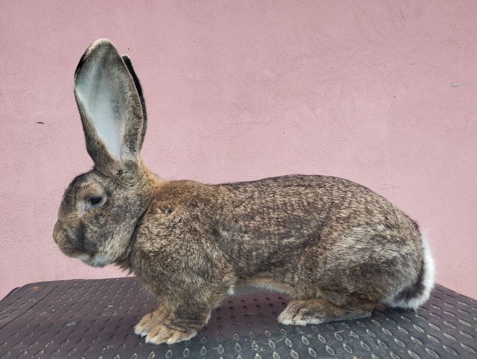 Iepuri Uriaș German Gri