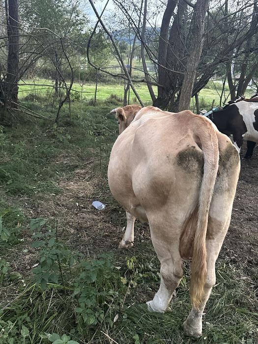 Vand vaca de 8 ani