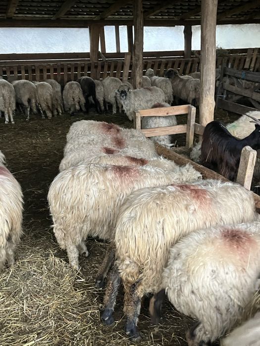 Vand 170 de oi de taiat