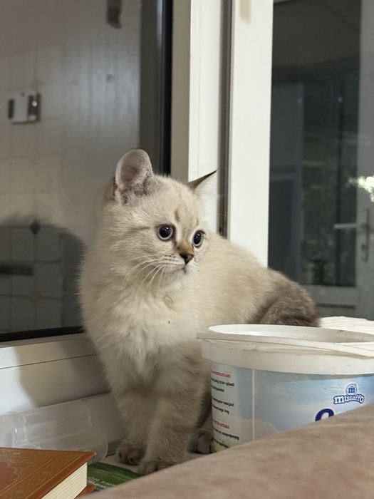 Кошка 3 мес.