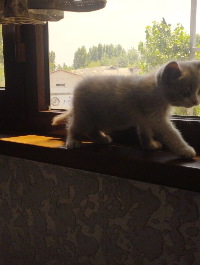 Muahuk sotiladi narxi 100$ Parodasi  British Longhair Bicolor