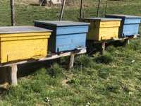 Vând familii de albine si lazi goale